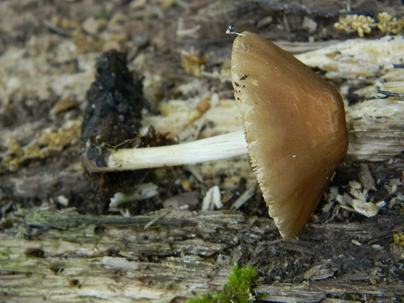 7)Fotogr.il 29.04.2011.sotto Cerro