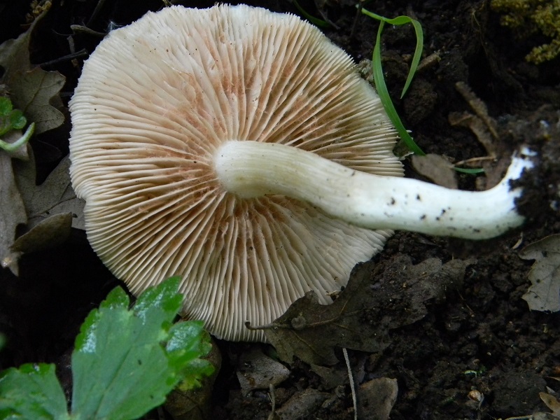 8)Fotogr.il 29.04.2011.sotto Cerro