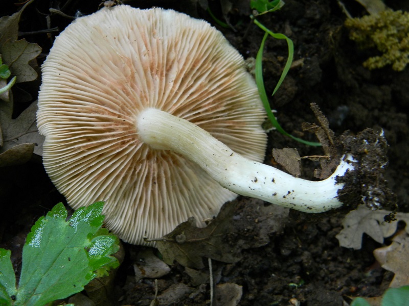 8)Fotogr.il 29.04.2011.sotto Cerro