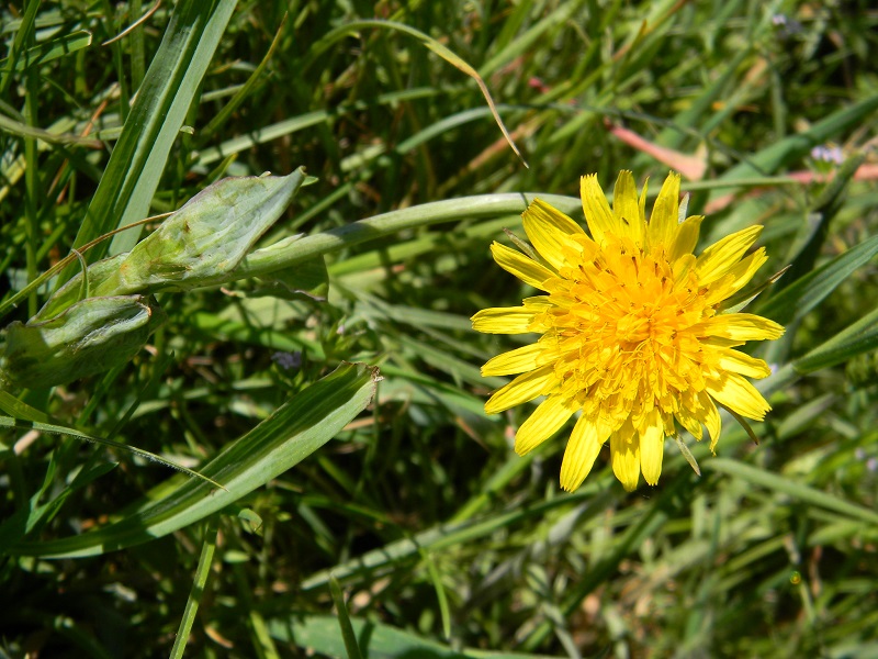 Tragopogon cfr. pratensis