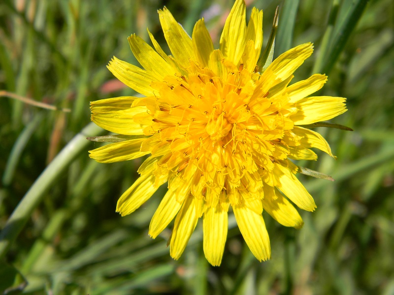 Tragopogon cfr. pratensis