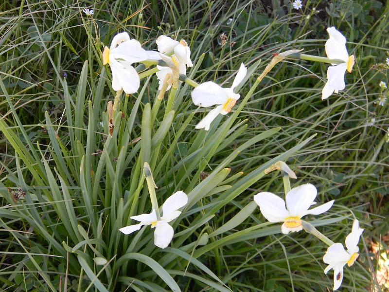 Narcissus poticus