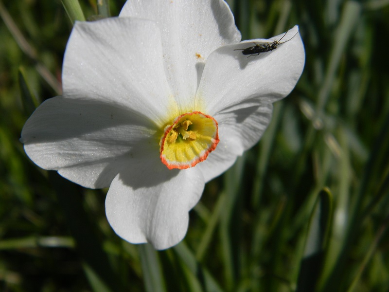 Narcissus poticus