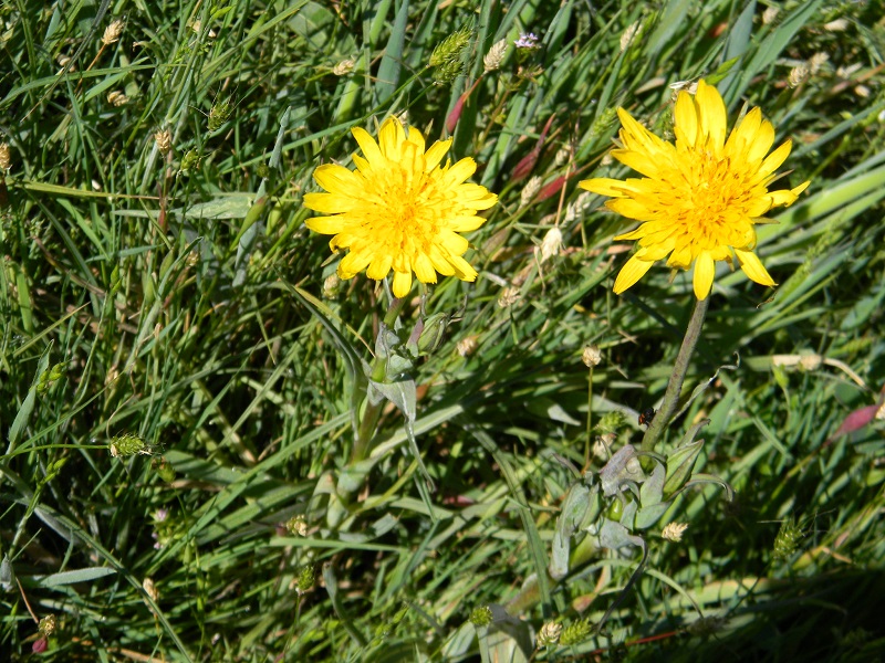 Tragopogon cfr. pratensis