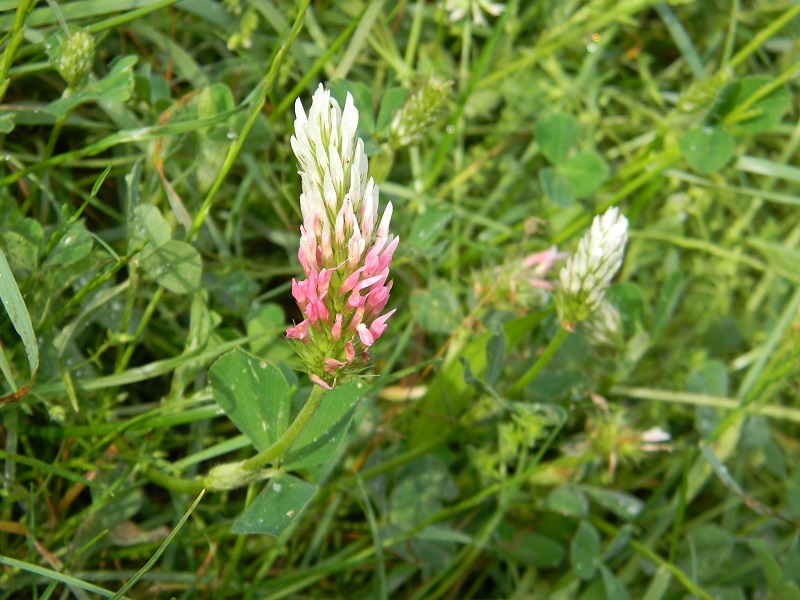 Trifolium incarnatum subsp. molinerii / Trifoglio di Molineri