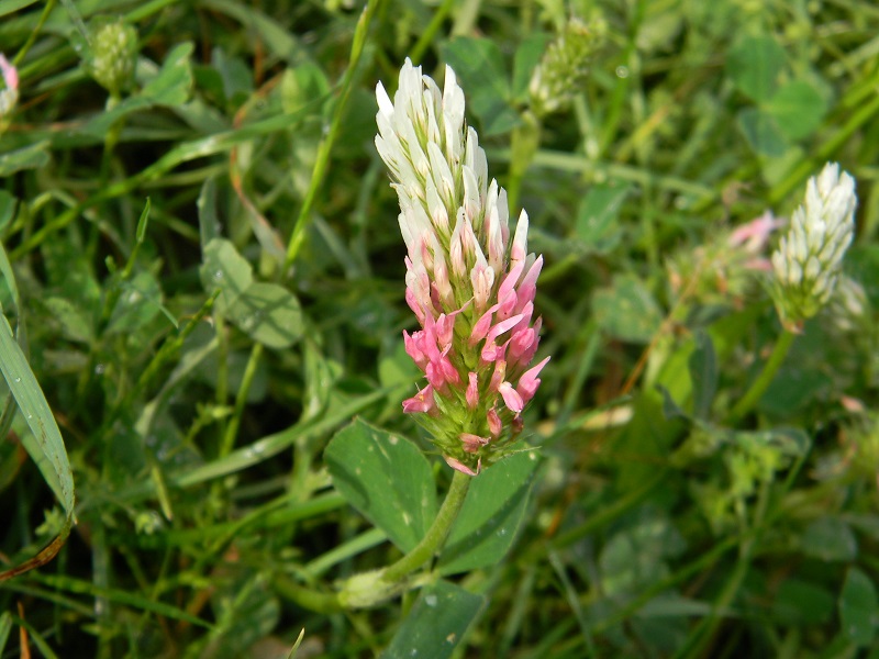 Trifolium incarnatum subsp. molinerii / Trifoglio di Molineri