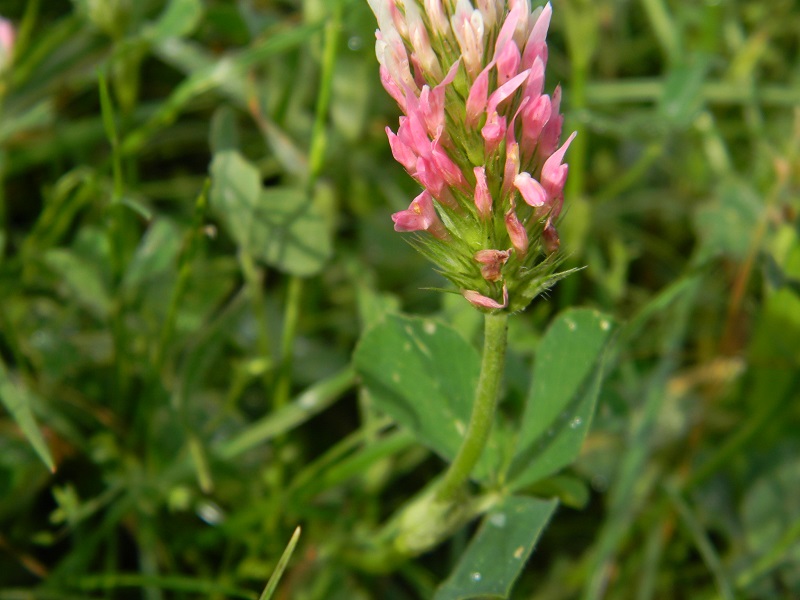 Trifolium incarnatum subsp. molinerii / Trifoglio di Molineri