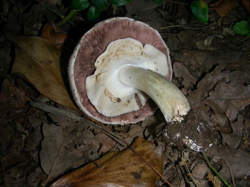 1)Vecchio ritrov.giugno 2010.bosco misto di latifoglie