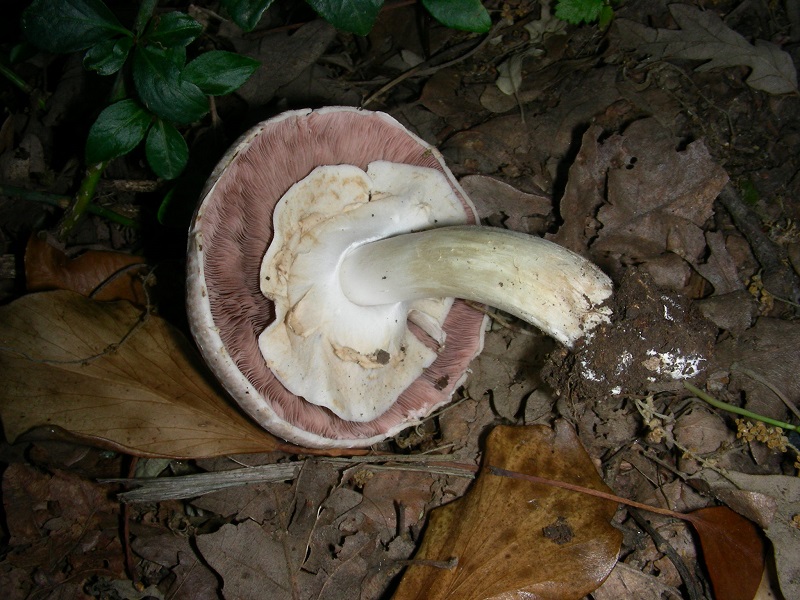 1)Vecchio ritrov.giugno 2010.bosco misto di latifoglie