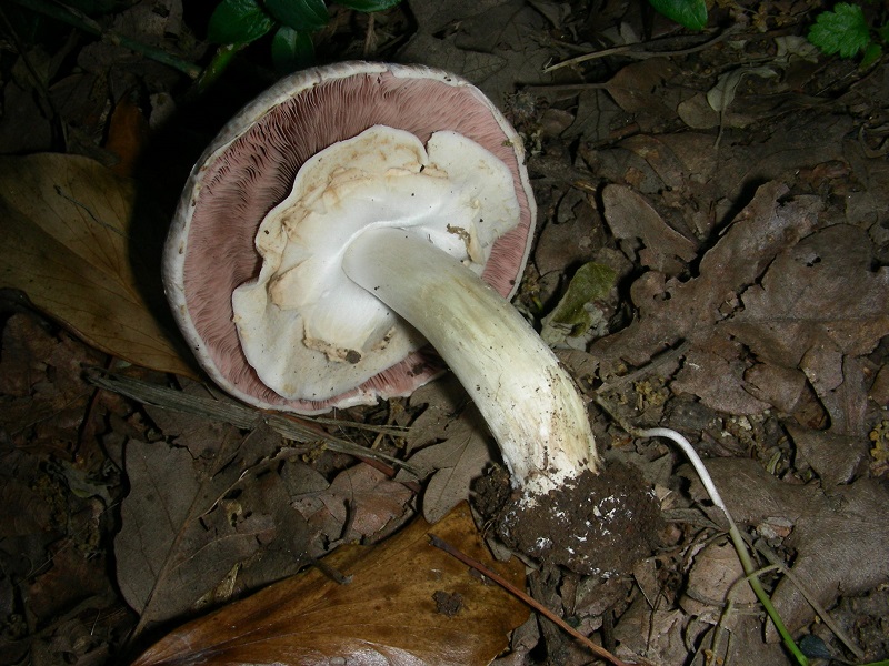 1)Vecchio ritrov.giugno 2010.bosco misto di latifoglie