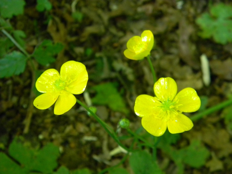 Ranunculus sp.