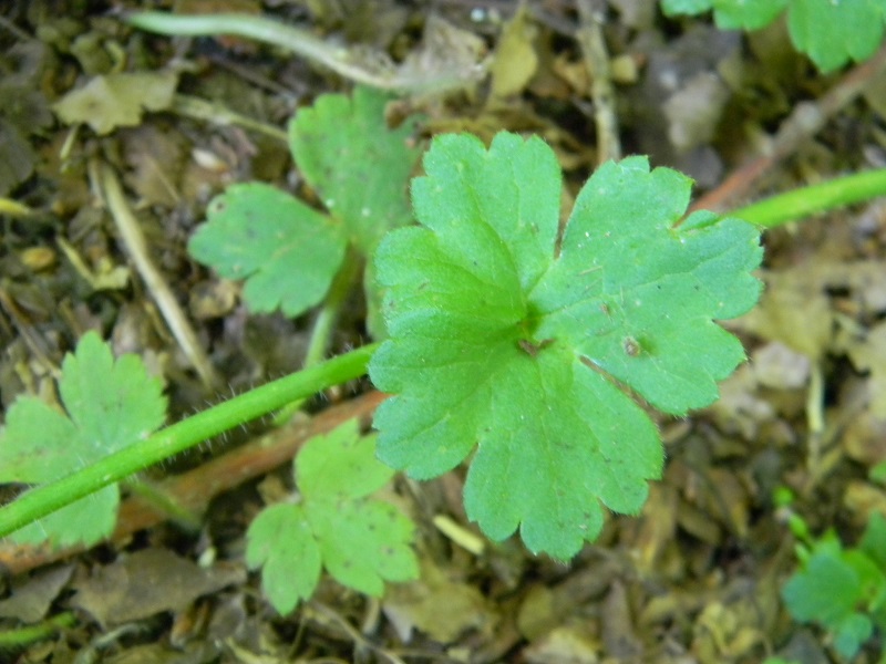 Ranunculus sp.