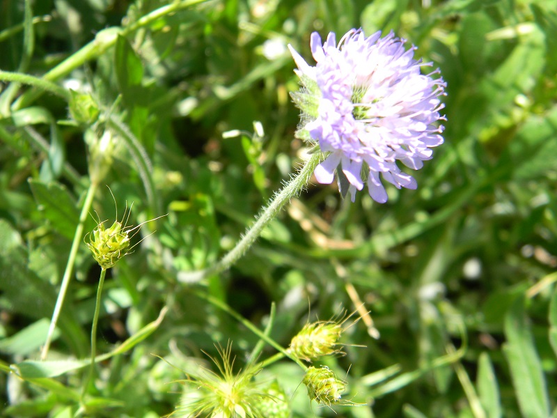 Knautia sp. (Dipsacales - Caprifoliaceae)