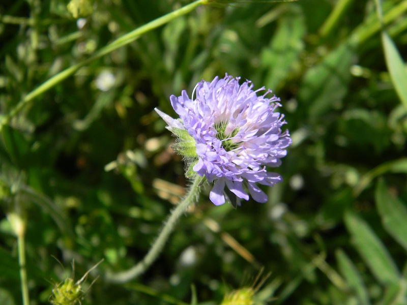 Knautia sp. (Dipsacales - Caprifoliaceae)
