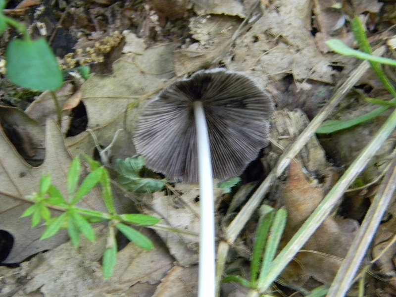 1)Fotogr.il 27.05.2017.bosco misto di latifoglie