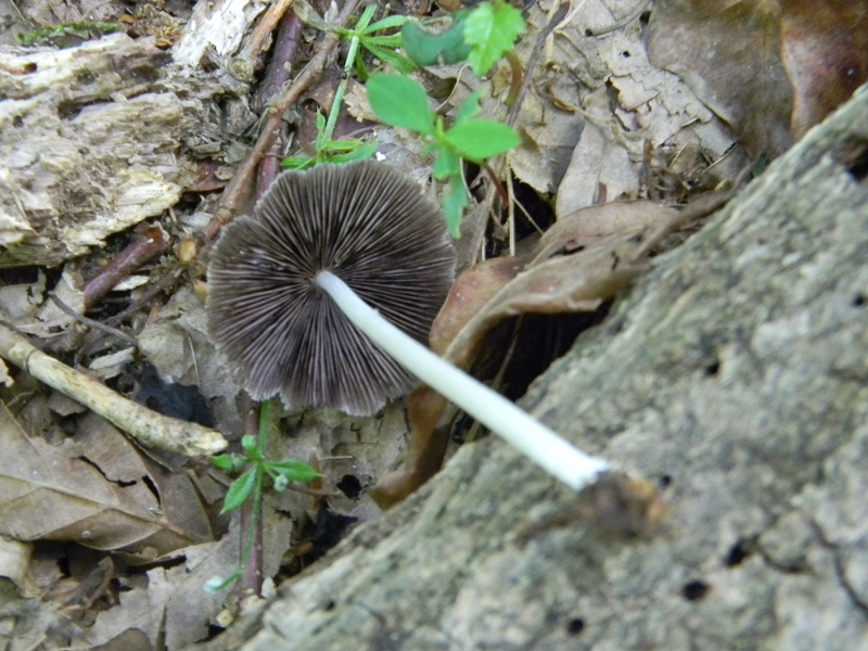 1)Fotogr.il 27.05.2017.bosco misto di latifoglie