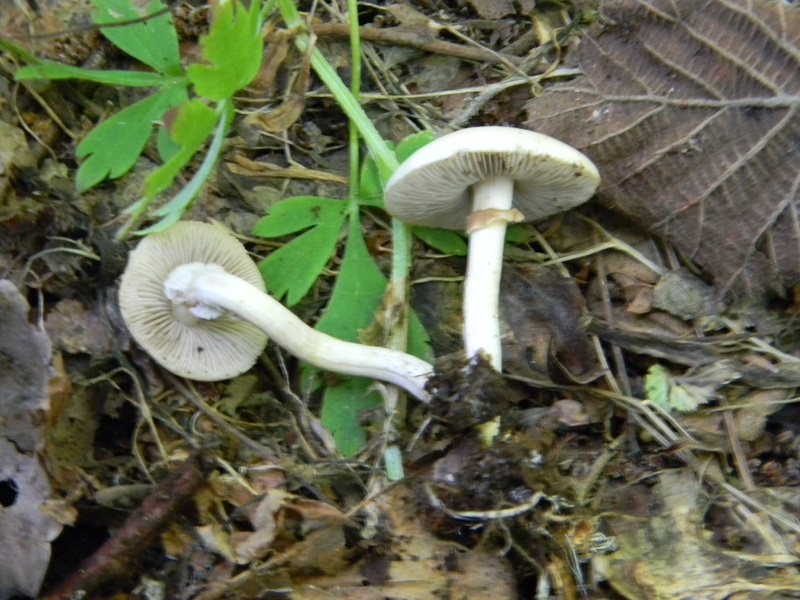 2)Fotogr.il 27.05.2017.bosco misto di latifoglie