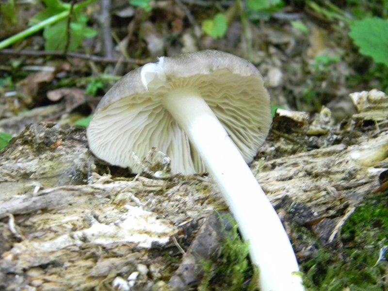 4)Fotogr.il 27.05.2017.bosco misto di latifoglie