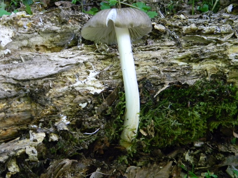 4)Fotogr.il 27.05.2017.bosco misto di latifoglie