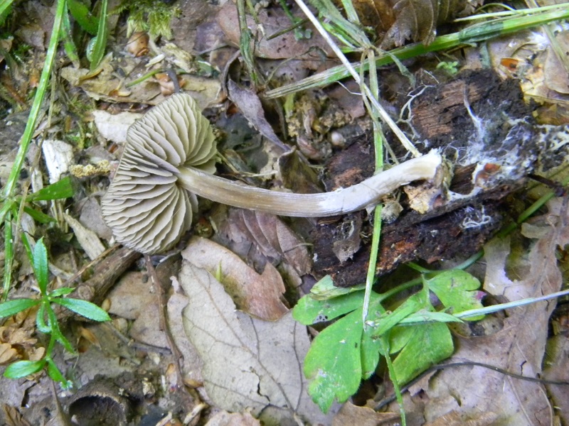 7)Fotogr.il 27.05.2017.bosco misto di latifoglie