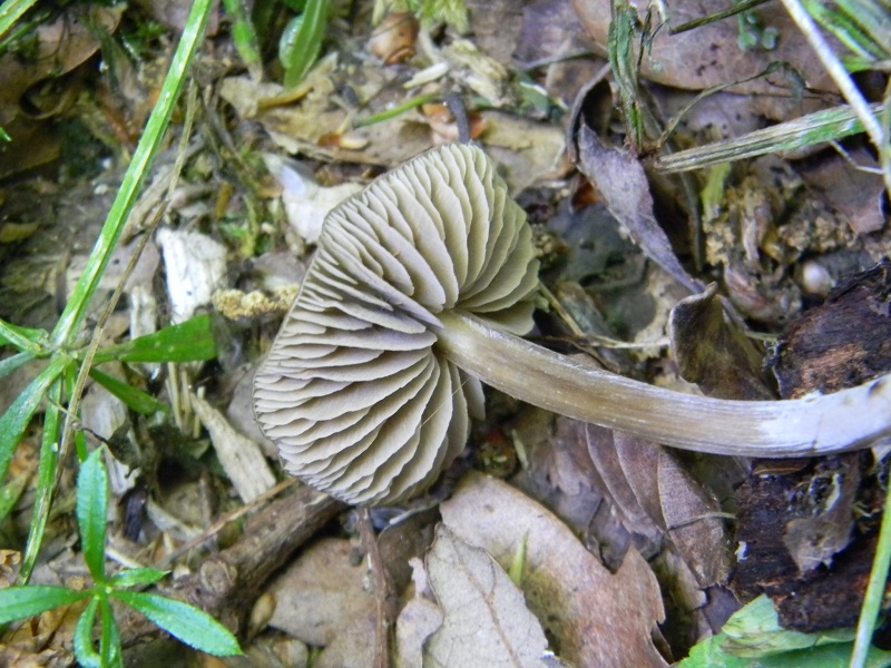 7)Fotogr.il 27.05.2017.bosco misto di latifoglie