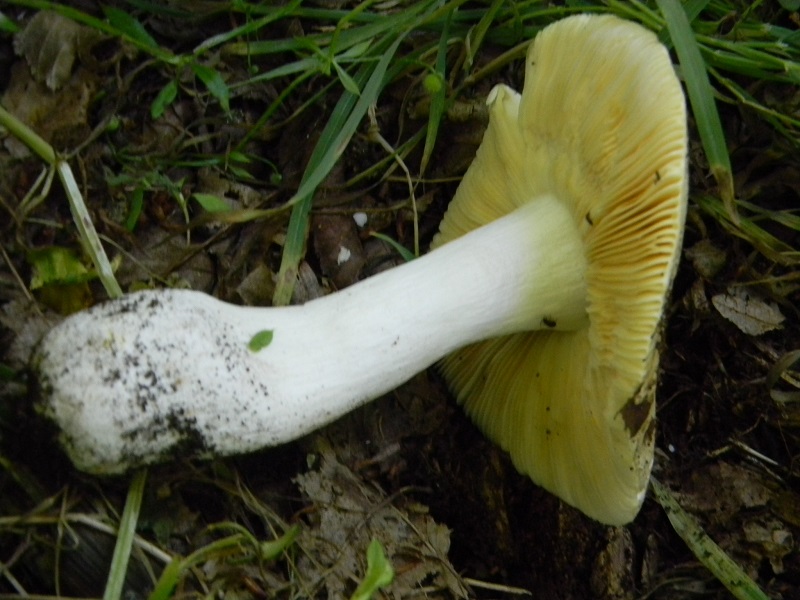 5)Fotogr.il 27.05.2017.bosco misto di latifoglie