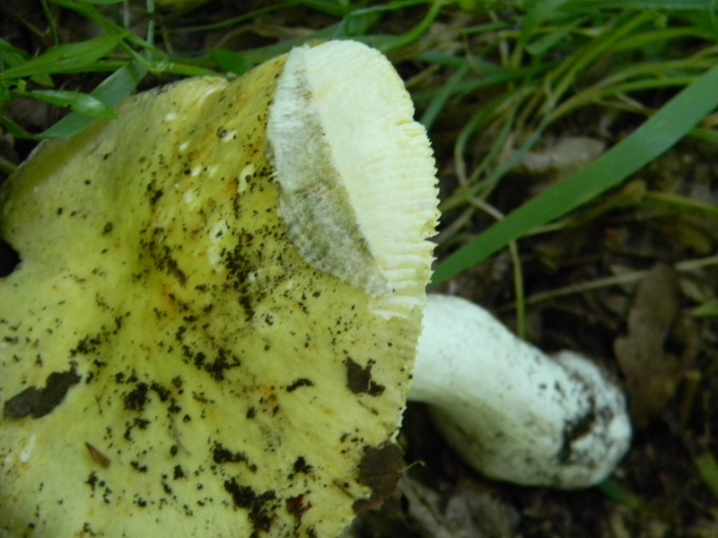5)Fotogr.il 27.05.2017.bosco misto di latifoglie