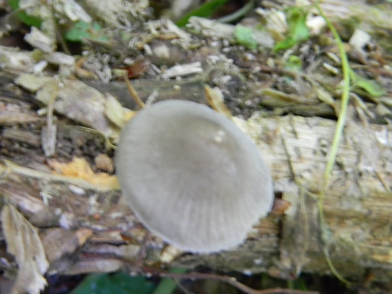 6)Fotogr.il 27.05.2017.bosco misto di latifoglie
