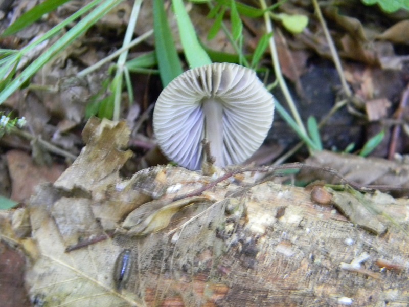 6)Fotogr.il 27.05.2017.bosco misto di latifoglie