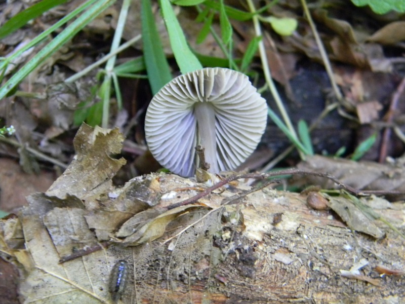 6)Fotogr.il 27.05.2017.bosco misto di latifoglie