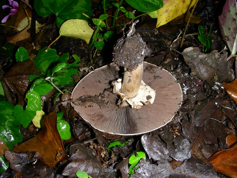 19)Vecchio ritrov.maggio 2010.sotto Quercia