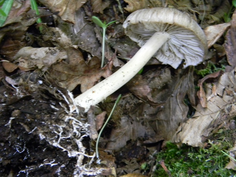 1)Fotogr.il 30.05.2017.bosco misto di latifoglie lignicolo