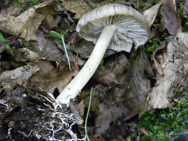 1)Fotogr.il 30.05.2017.bosco misto di latifoglie lignicolo