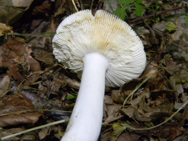 2)Fotogr.il 30.05.2017.bosco misto di latifoglie