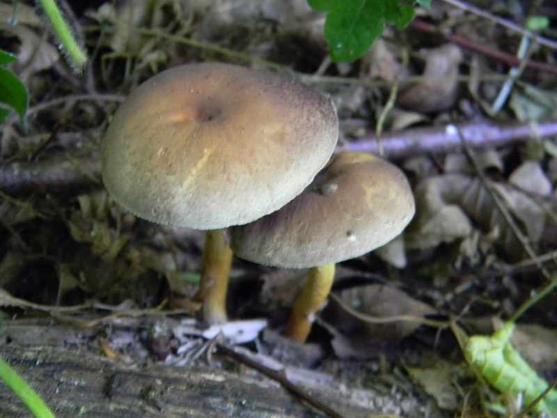 4)Fotogr.il 30.05.2017.bosco misto di latifoglie lignicolo