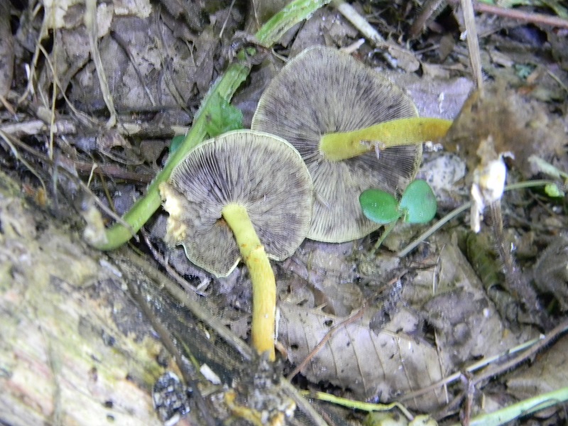 4)Fotogr.il 30.05.2017.bosco misto di latifoglie lignicolo