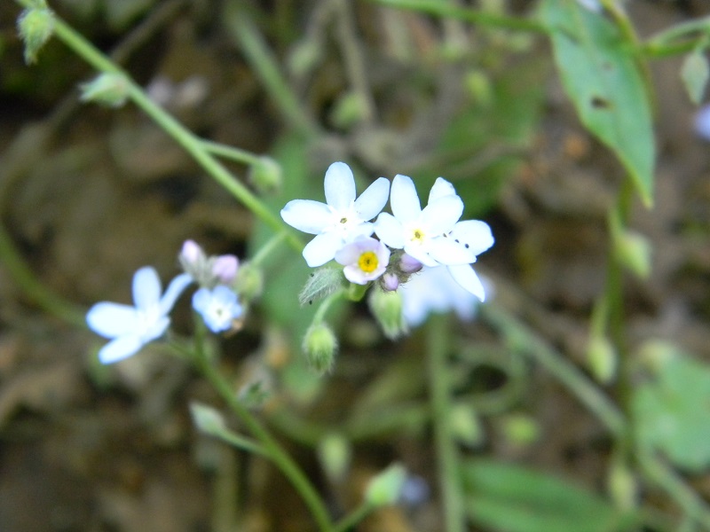 2) Da determinare - Myosotis sp.