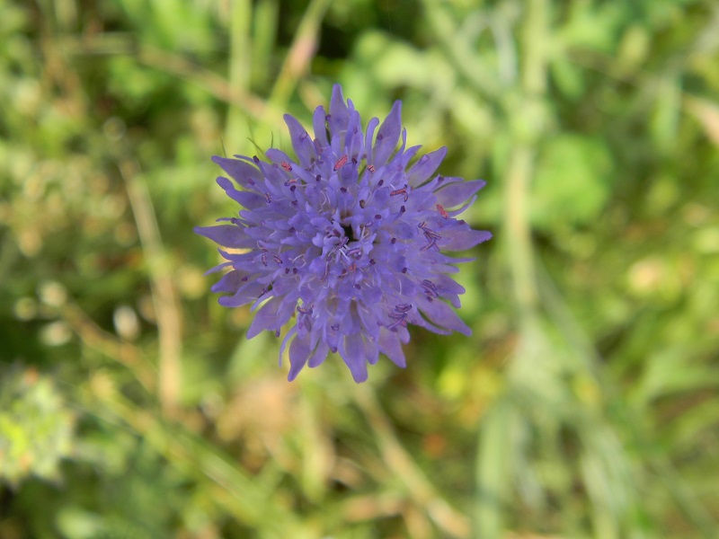 Knautia sp.