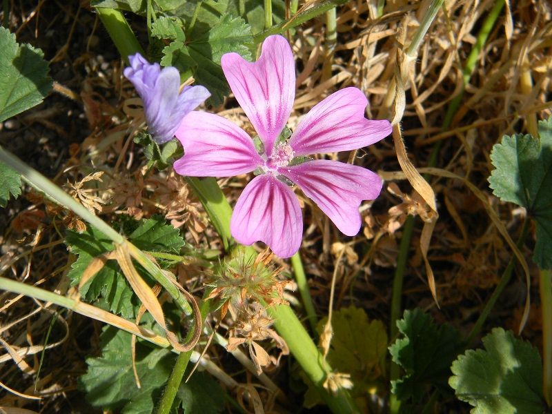 Malva sylvestris