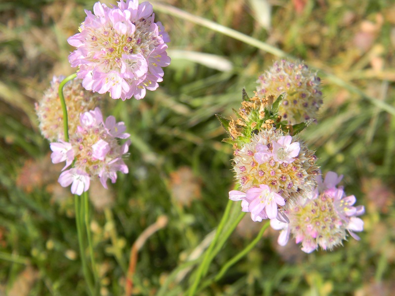 Armeria sp.