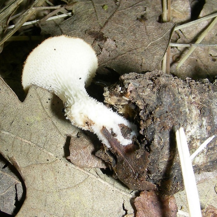 5)Vecchio ritrov.aprile 2010.bosco aghifoglie latifoglie