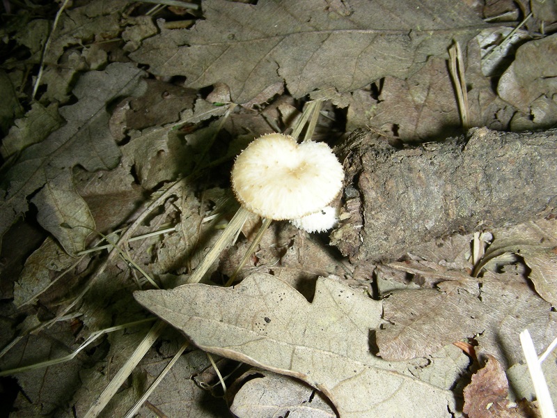 5)Vecchio ritrov.aprile 2010.bosco aghifoglie latifoglie