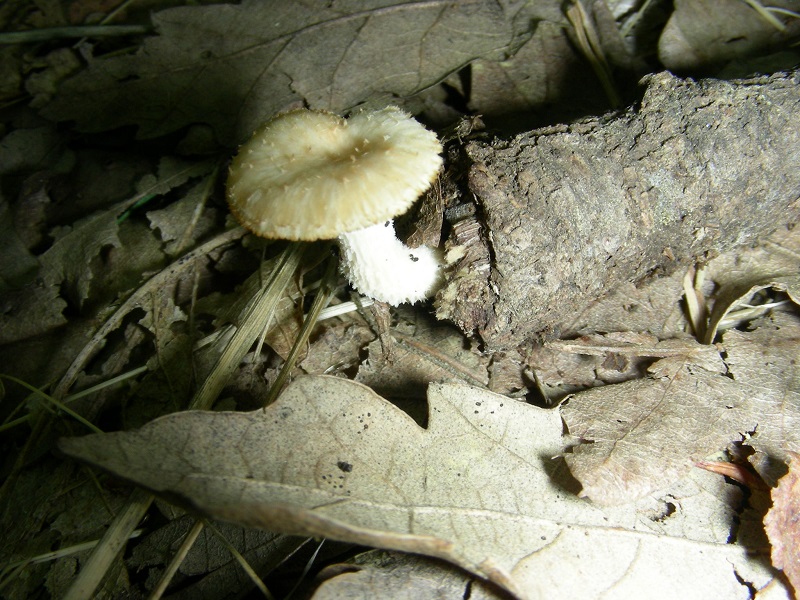 5)Vecchio ritrov.aprile 2010.bosco aghifoglie latifoglie