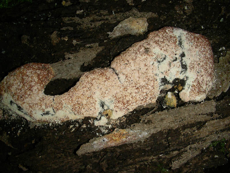 9)Vecchio ritrov.aprile 2010.bosco aghifoglie latifoglie