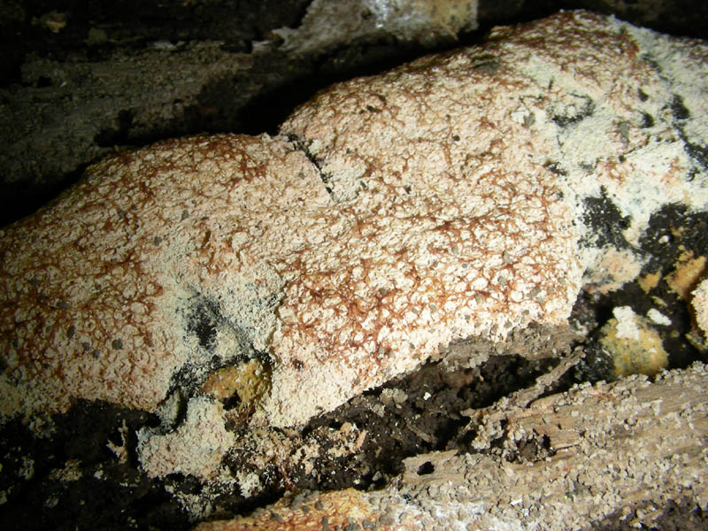 9)Vecchio ritrov.aprile 2010.bosco aghifoglie latifoglie