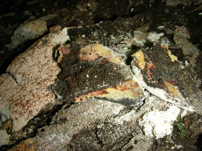 9)Vecchio ritrov.aprile 2010.bosco aghifoglie latifoglie