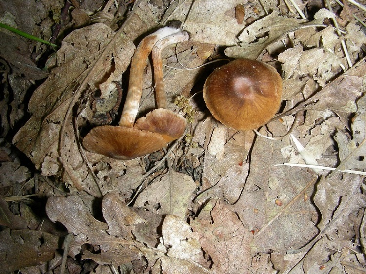 10)Vecchio ritrov.aprile 2010.bosco aghifoglie latifoglie