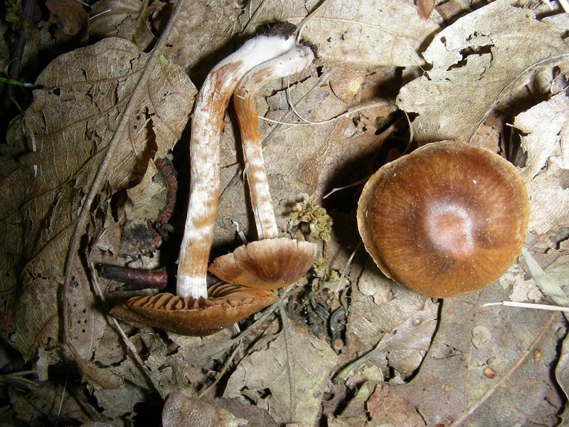 10)Vecchio ritrov.aprile 2010.bosco aghifoglie latifoglie