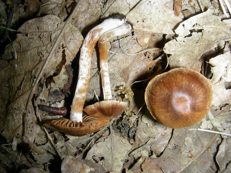 10)Vecchio ritrov.aprile 2010.bosco aghifoglie latifoglie