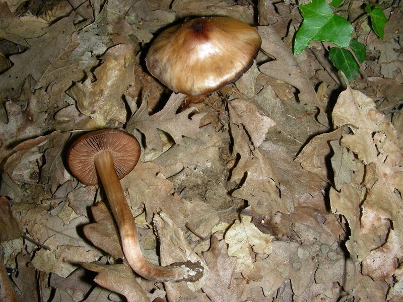 11)Vecchio ritrov.aprile 2010.bosco aghifoglie latifoglie